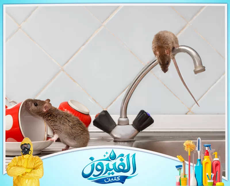 شركة رش مبيدات برأس تنورة 0562185880 شركة الفيروز فأران يتجولان في مطبخ؛ أحدهما يتسلق صنبور المياه والآخر يستكشف الأواني الحمراء