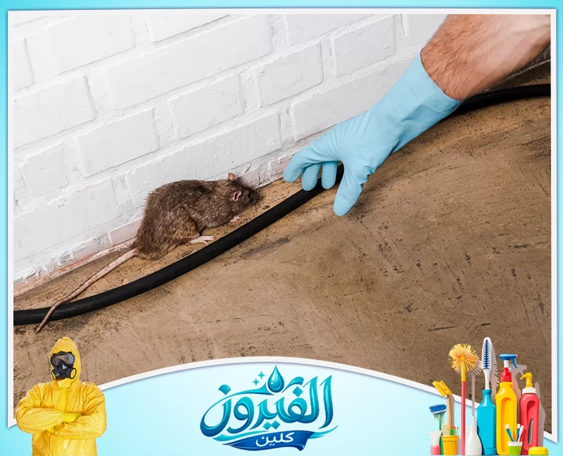 مكافحة الفئران في المجاري بالظهران 0562185880 شركة الفيروز فأر يختبئ في زاوية الغرفة بجوار أنبوب أسود طويل، وصورة يد ترتدي قفازاً أزرق، تشير إليه في توجس.