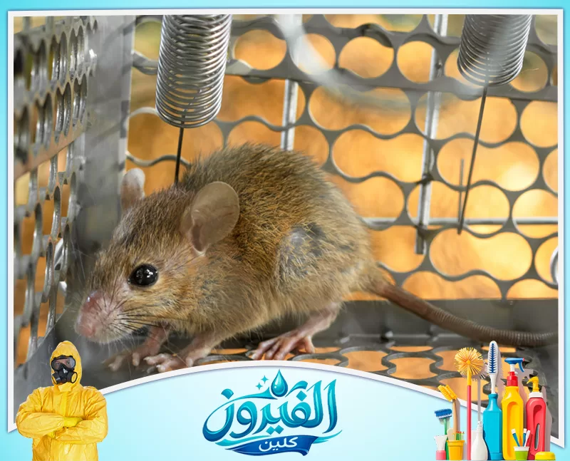شركة مكافحة الفئران برأس تنورة 0562185880 شركة الفيروز فأر وقع في شرك مصيدة سلكية، ويظهر في الخلفية نوابض المصيدة وهيكلها المخرم