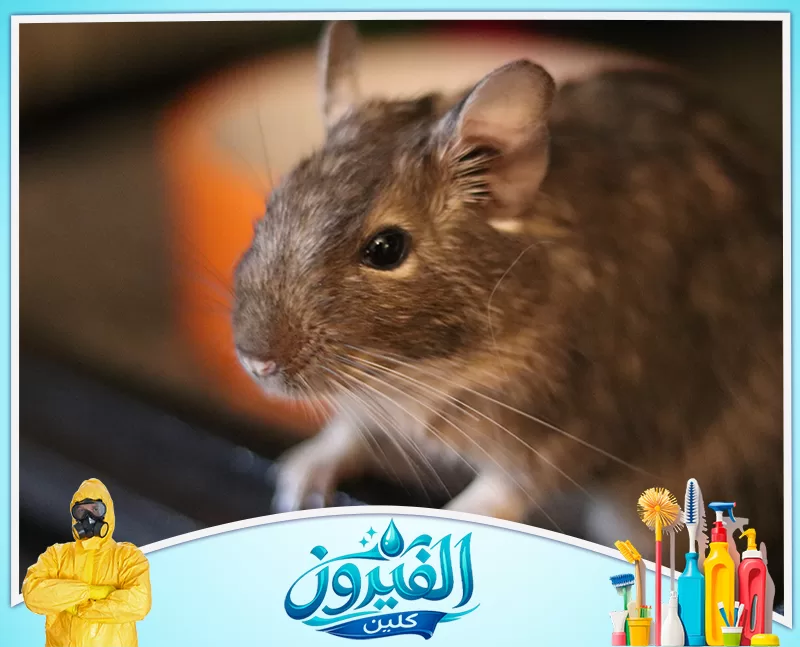 مكافحة الجرذان للمطاعم والمطابخ بالدمام 0562185880 شركة الفيروز صورت قريبة (ماكرو) لحيوان ديجو بني ينظر لليمين، مع إضاءة دافئة وتركيز حاد على العين والشوارب.