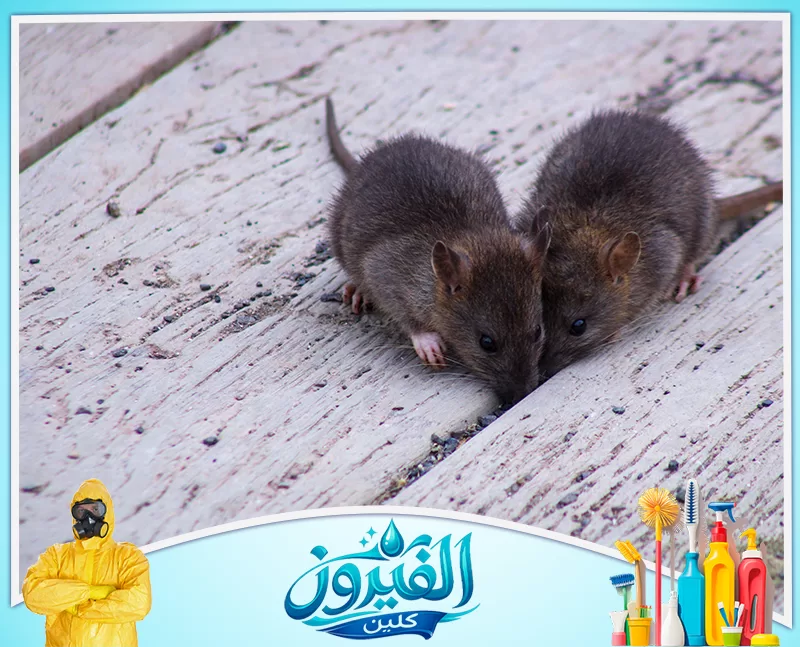مكافحة الجرذان في المجاري بالدمام 0562185880 شركة الفيروز فأران صغيران بجوار بعضهما على أرضية خشبية، يبحثان عن الطعام بين الشقوق في لقطة قريبة وواضحة