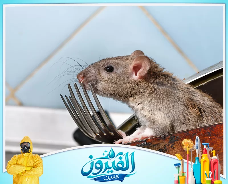 مكافحة الفئران بالقطيف 0562185880 شركة الفيروز لفأر رمادي كبير يتسلل داخل المطبخ بجوار شوكة معدنية، مما يبرز مخاطر القوارض على نظافة وصحة أدوات الطعام