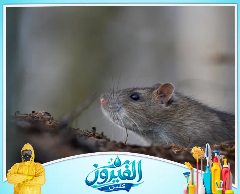 مكافحة الفئران في المنازل والفلل بالجبيل 0562185880 شركة الفيروز صورة قريبة لجرذ بني بملامح حادة وشعيرات دقيقة، يترقب بحذر وسط طبيعة ضبابية بلمسة فنية هادئة.