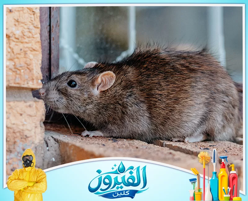شركة صيد الفئران بالخبر 0562185880 شركة الفيروز فأر بني كبير يختبئ بجانب جدار طوبي، لقطة قريبة تظهر تفاصيل الفراء والحذر في حركته