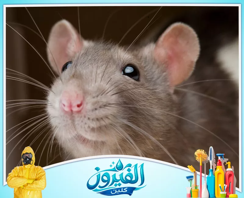 شركة صيد الفئران بالقطيف 0562185880 شركة الفيروز لقطة مقربة (Macro) لرأس فأر رمادي، تظهر بوضوح عينيه السوداوين، شواربه الطويلة، وأذنيه الكبيرتين وتفاصيل فرائه.