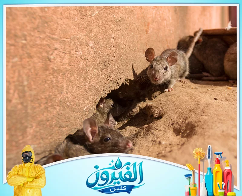شركة رش فئران بالخبر 0562185880 شركة الفيروز فئران رمادية تنتشر قرب جحر في جدار طيني قديم، تظهر بنظرات حذرة وأذنين كبيرتين في بيئة ترابية جافة.