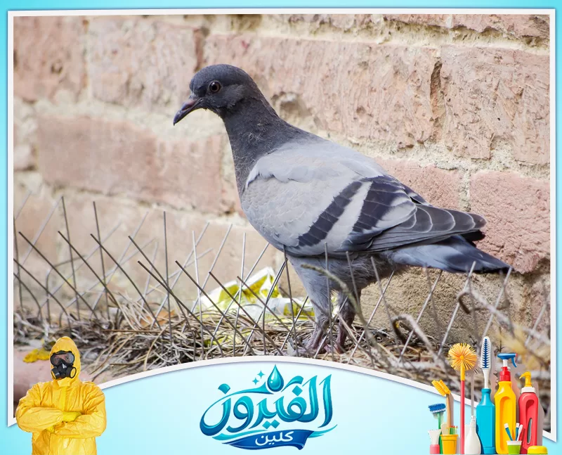 طرد الحمام من الأسطح بالظهران 0562185880 شركة الفيروز حمام يقف بجوار أشواك طرد الطيور المعدنية المثبتة لحماية الأسطح.