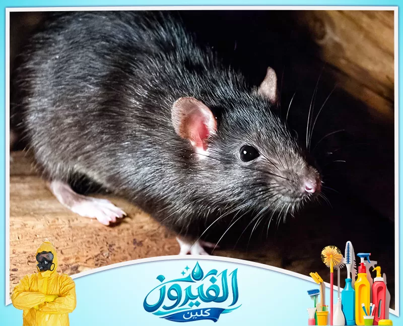 مكافحة القوارض للمطاعم 0562185880 شركة الفيروز فأر أسود كبير يظهر في مكان مظلم فوق سطح خشبي، مع تسليط الضوء على تفاصيل فرائه اللامع وحواسه المتيقظة