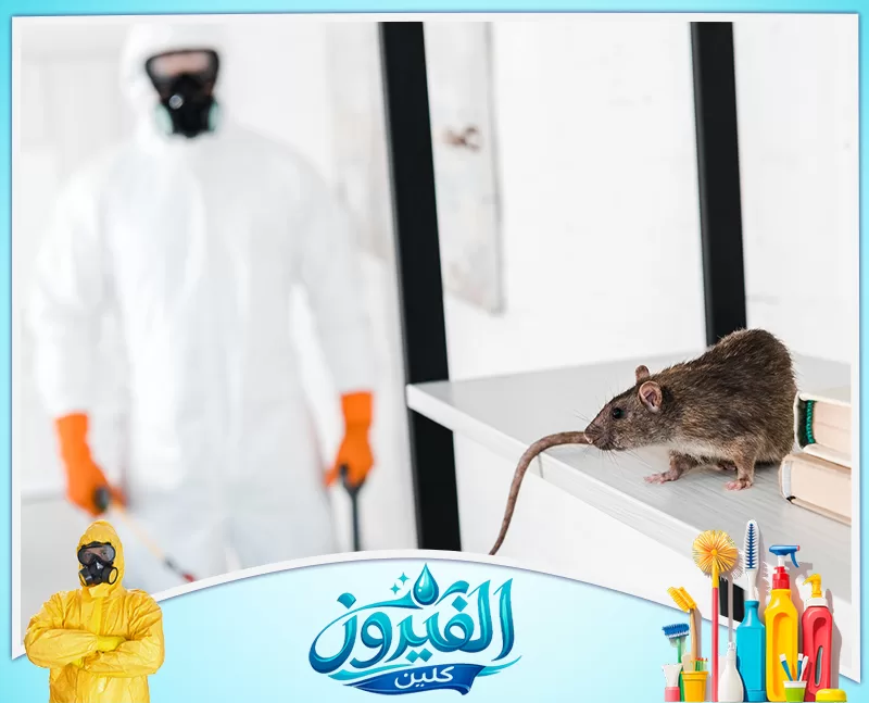 مكافحة القوارض للفلل والشقق بالظهران 0562185880 شركة الفيروز فني مكافحة يرتدي بدلة واقية لمواجهة فأر كبير، خدمة مكافحة القوارض باحترافية وأمان لسلامة منزلك.