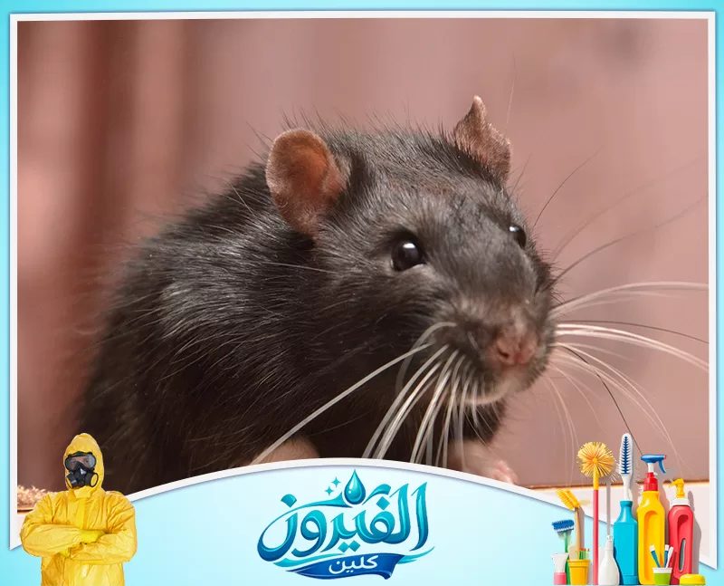 مكافحة القوارض في المطاعم والمخازن بالجبيل 0562185880 شركة الفيروز جرذ أسود بفرط ناعم وشوارب بيضاء طويلة، يظهر بنظرة ذكية وفضولية أمام خلفية وردية دافئة.
