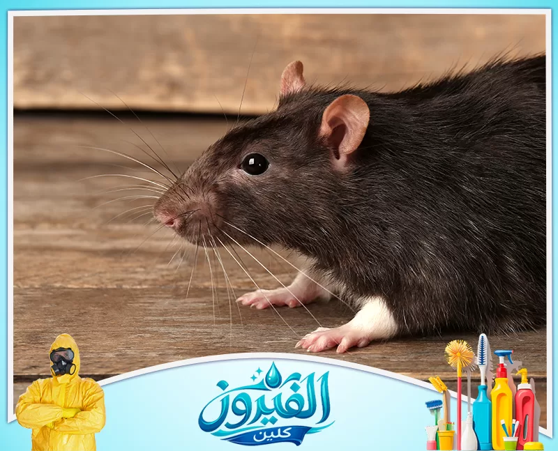 رش مبيدات لمكافحة القوارض بالجبيل 0562185880 شركة الفيروز لقطة جانبية لجرذ أسود بلمسات بيضاء على أقدامه، يبرز بوضوح فوق أرضية خشبية عتيقة بنظرة ثاقبة وشوارب ممتدة.