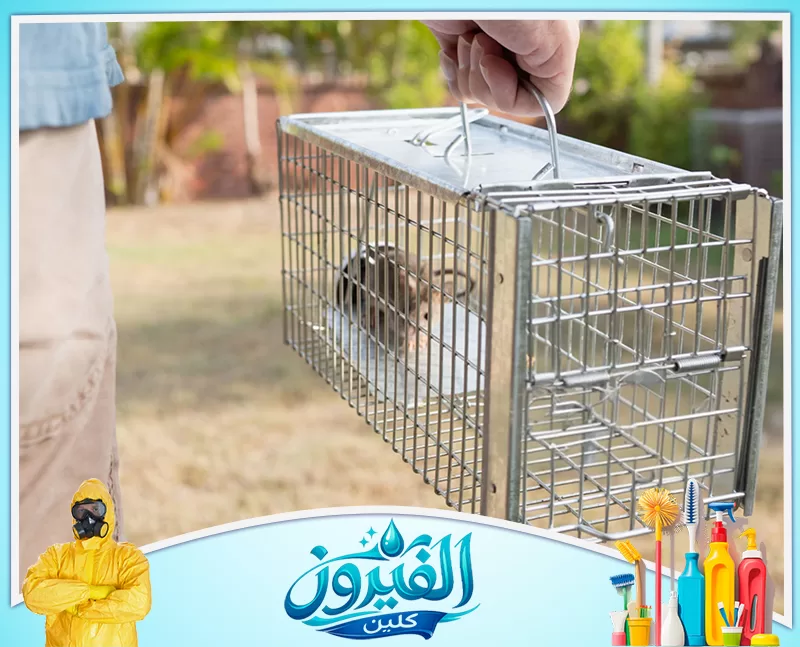 فني مكافحة قوارض في الدمام 0562185880 شركة الفيروز يد تحمل قفصًا معدنيًا فيه جرذ تم صيده، في حديقة خارجية نهارًا.