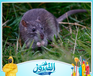شركة مكافحة القوارض في الجبيل