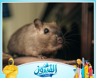 شركة مكافحة القوارض في رأس تنورة