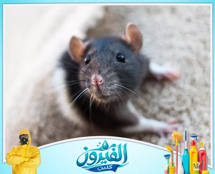 شركة مكافحة القوارض في الدمام
