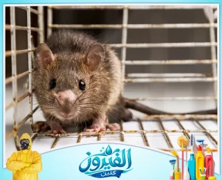 شركة مكافحة القوارض في الظهران
