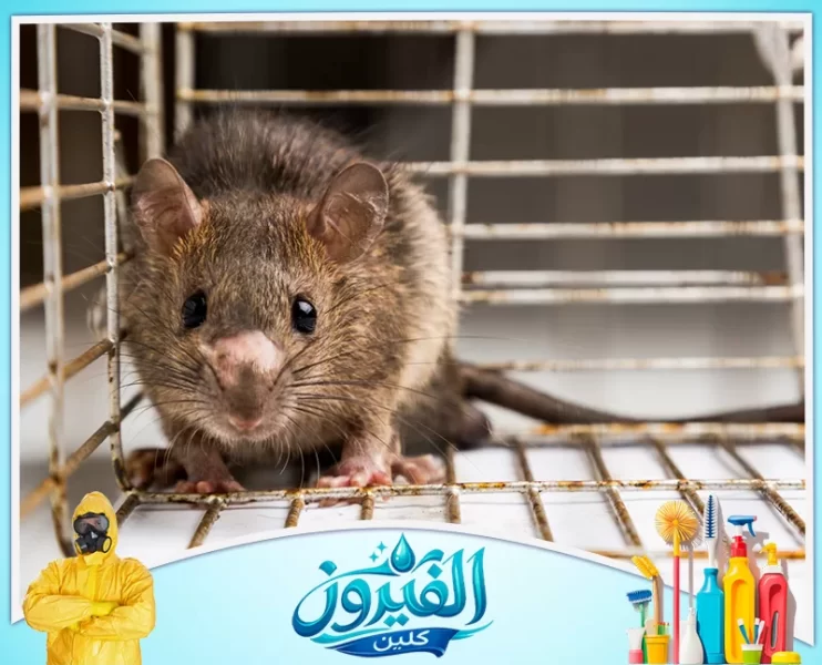 شركة مكافحة القوارض في الظهران