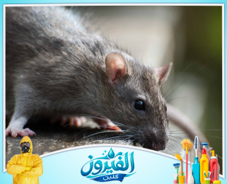 شركة مكافحة القوارض في الخبر