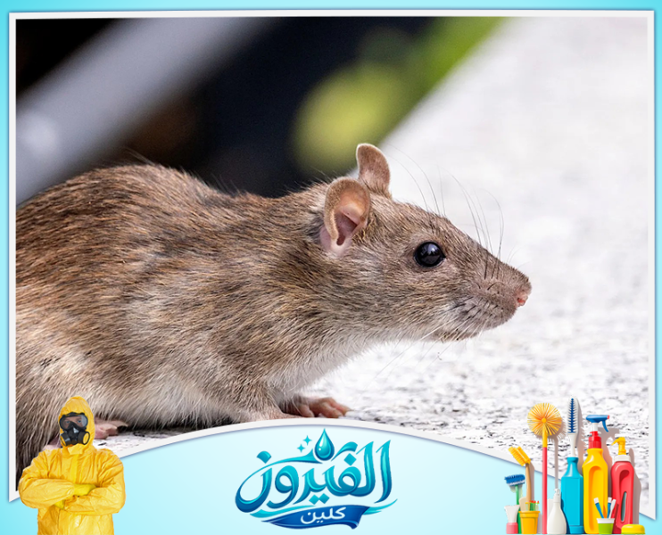 شركة مكافحة القوارض في القطيف