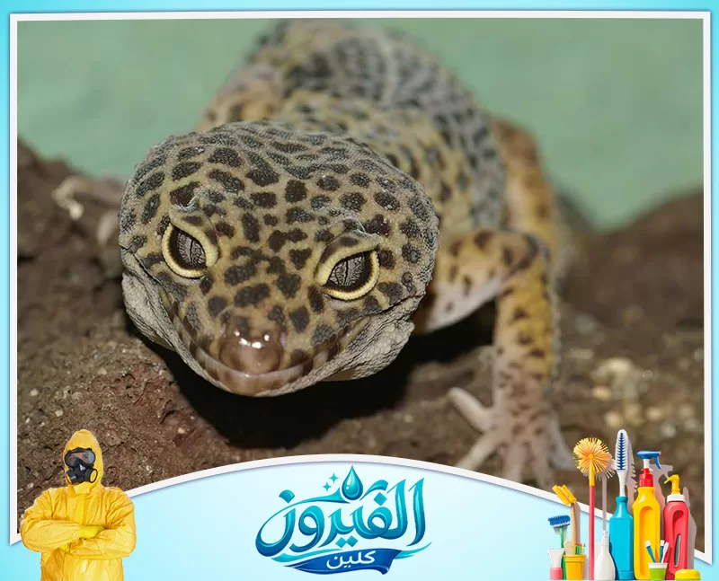 مكافحة الوزغ في الحدائق بالقطيف