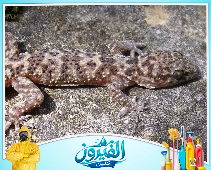 مكافحة الوزغ بالقطيف